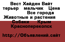 Вест Хайден Вайт терьер - мальчик › Цена ­ 35 000 - Все города Животные и растения » Собаки   . Крым,Красноперекопск